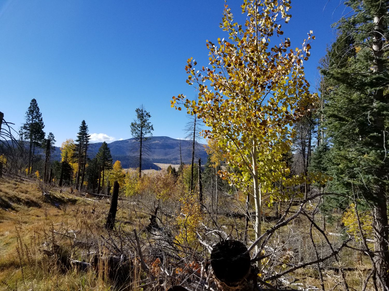 Valles Caldera National Preserve 